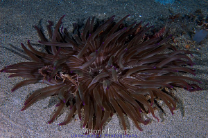 Little crab on anemone by Vittorio Durante 